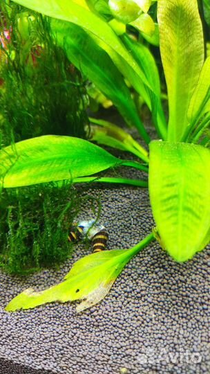 Улитка Хелена