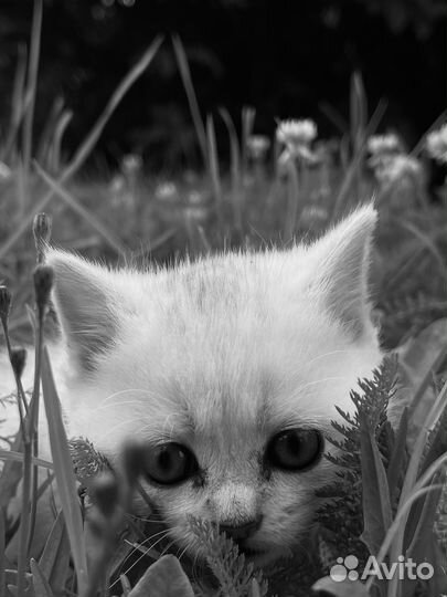 Британские котята серебристая шиншилла