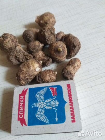 Каллы луковицы 