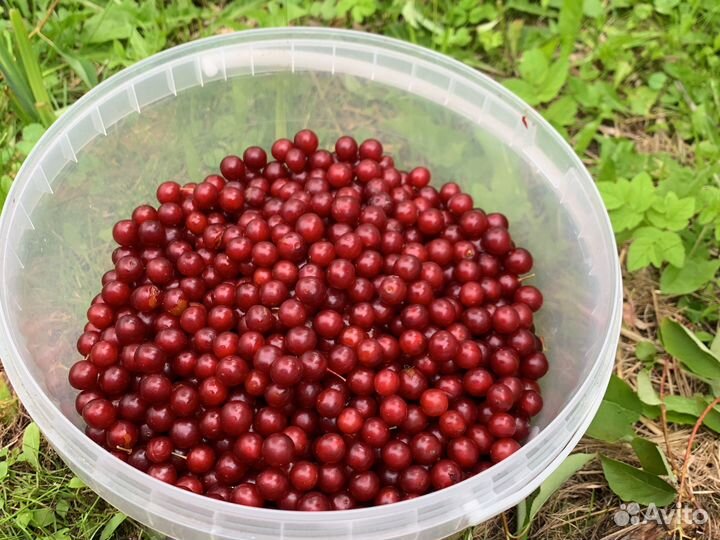 Красная черемуха 5л