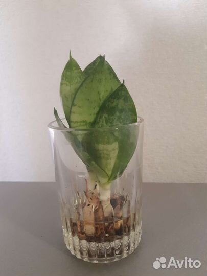 Отростки сансевиерия, толстянка