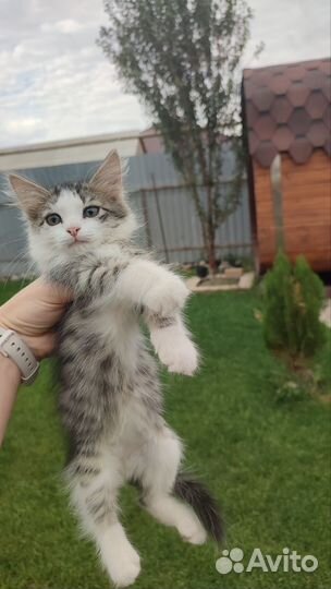 Котята в добрые руки бесплатно