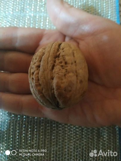 Саженцы грецкого ореха