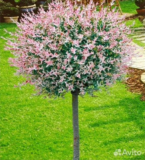 Ива хакуро нишики на штамбе