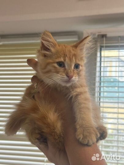 Рыжая кошечка