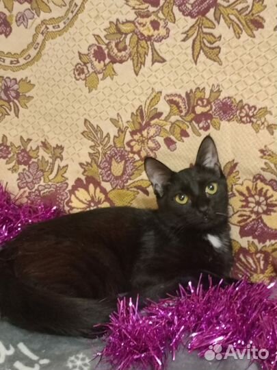 Кошки в добрые руки бесплатно