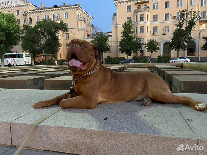 Бордоский дог вязка