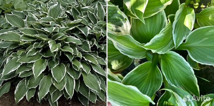 Хосты, разные сорта