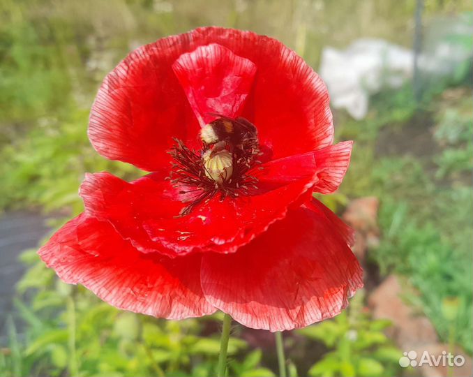 Маки декоративные семена