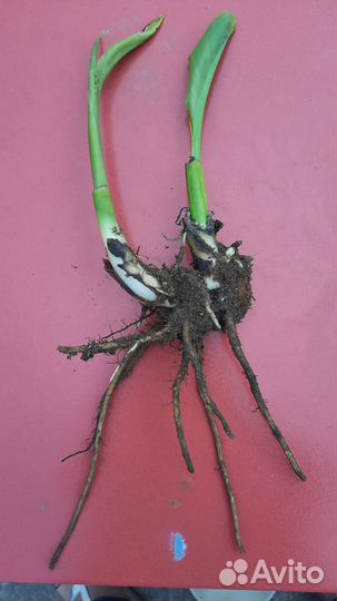 Многолетние садовые растения