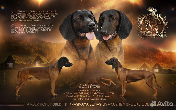 Щенки Баварской горной гончей