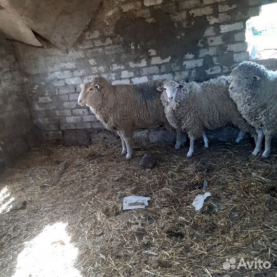 Бараны на сообщение не отвечаю