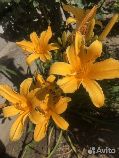 Продаю многолетние цветы/кусты