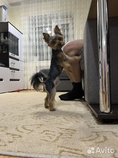 Вязка Йоркширского терьера