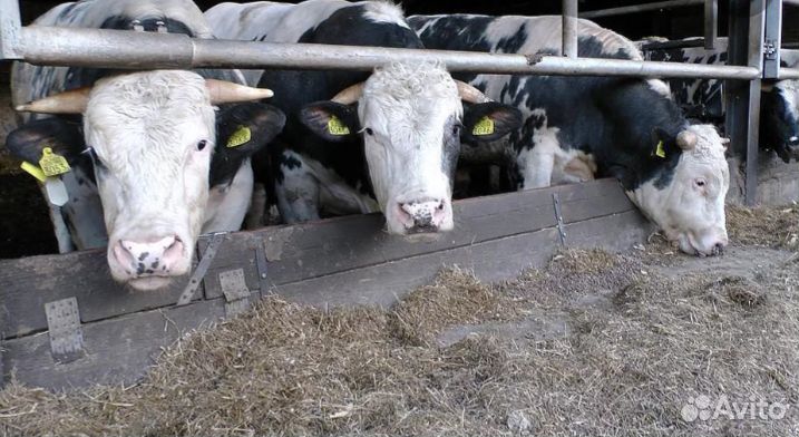 Телята бычки для откорма