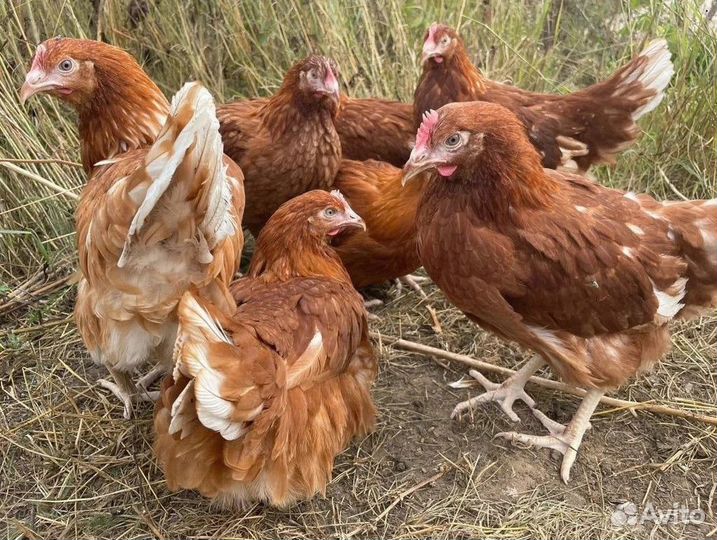 Куры несушки с агрофермы