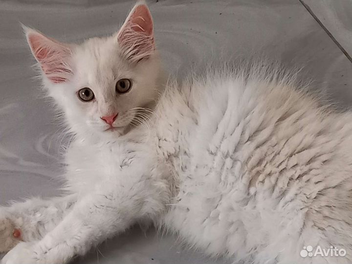 Котята мейн-кун