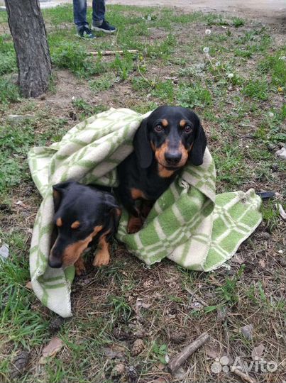 Вязка такса (мальчик)