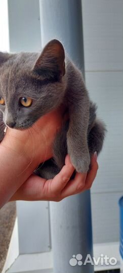 Котята в добрые руки бесплатно