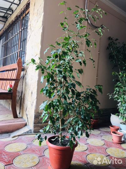 Фикус бенджамина