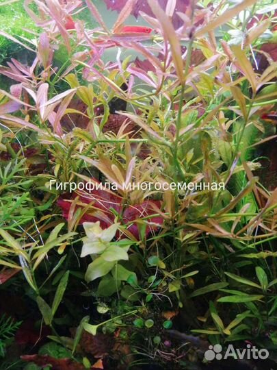 Аквариумные растения