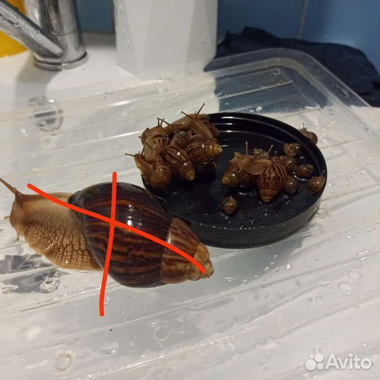 Улитки ахатины