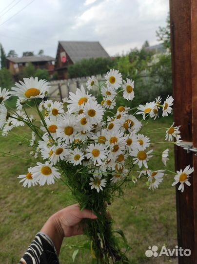 Ромашки букет