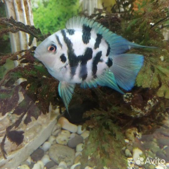 Аквариумные рыбки и улитки