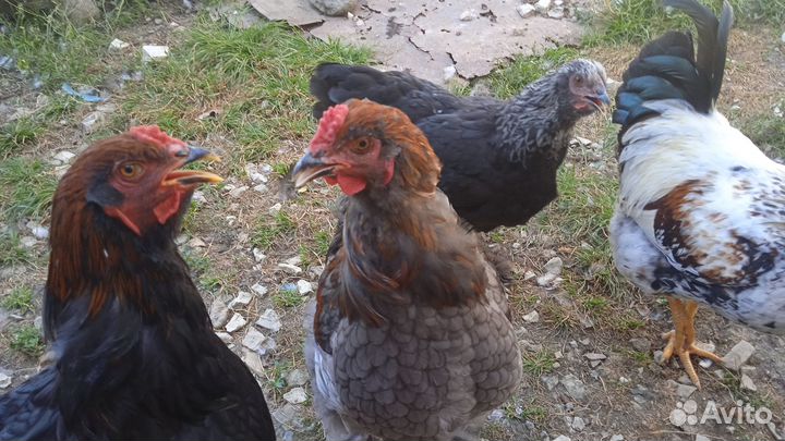 Продажа петухов