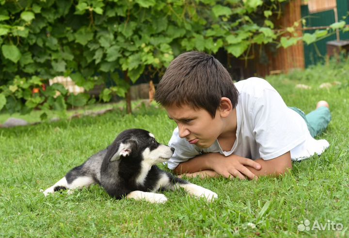 Щенок аляскинссого кли кая