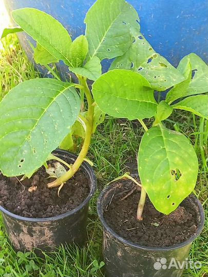 Фитолака (лаконос)