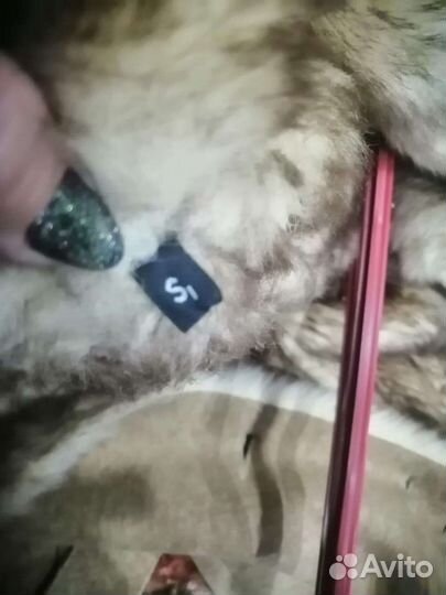 Женская одежда