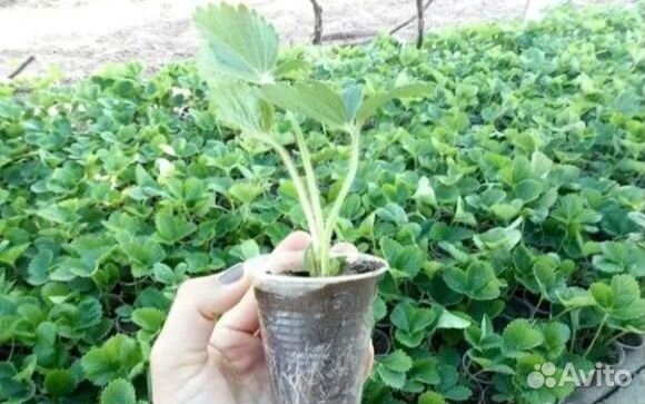 Саженцы клубники