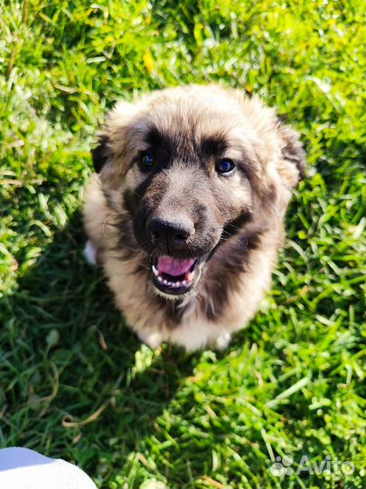 Собака в добрые руки щенок