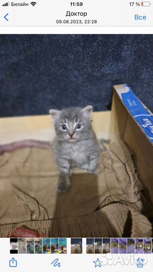 Котята в добрые руки даром