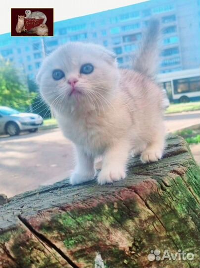 Шотландский мальчик