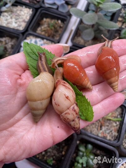 Лимиколярия, суббулина, фулика, занзибарика