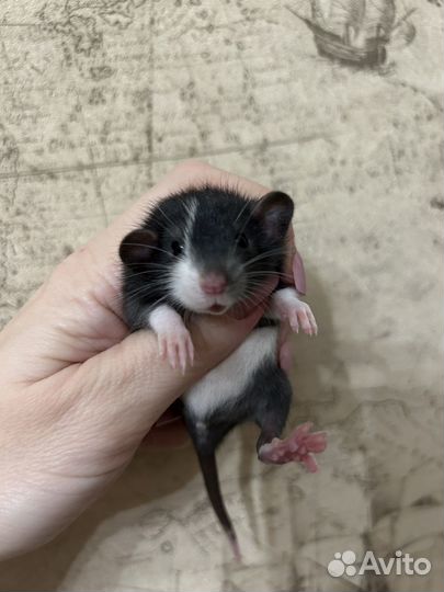 Крысята Дамбо много окрасов.Доставка