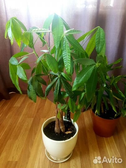 Хлебное дерево Пахира