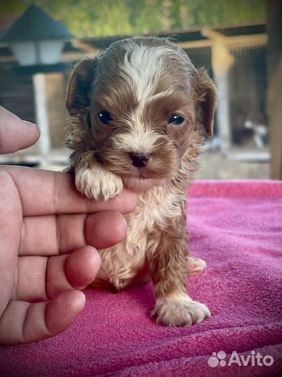 Кавапу Ф4, эксклюзив для состоятельных господ