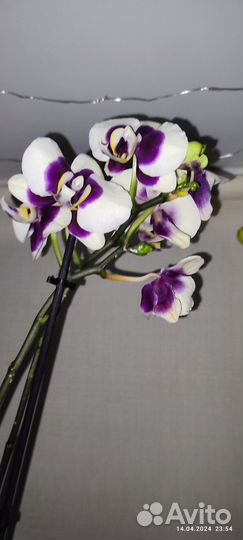 Орхидея фаленопсис
