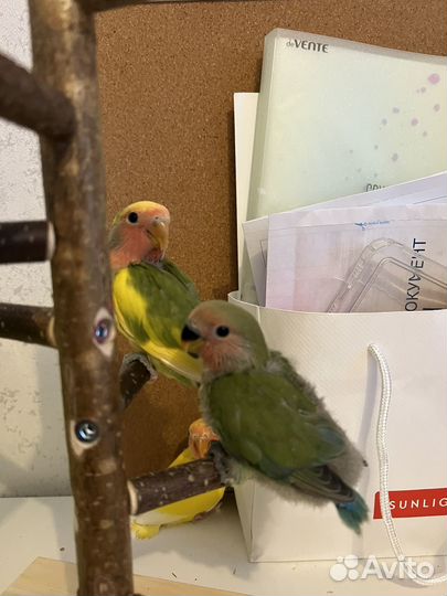 Попугай неразлучники