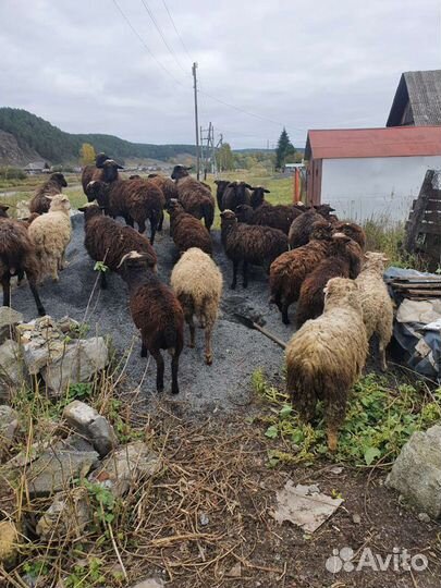 Овцы бараны ягнята оптом