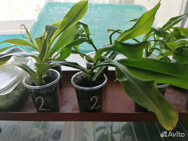 Непентес Алата, Вентрата