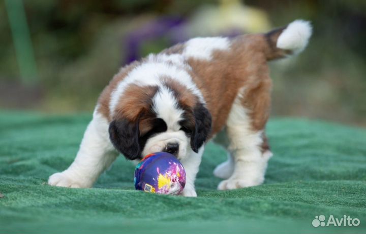 Щенок сенбернара