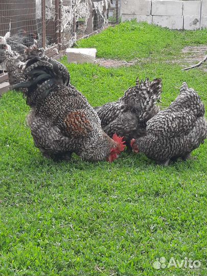 Инкубационное яйцо билефельдер