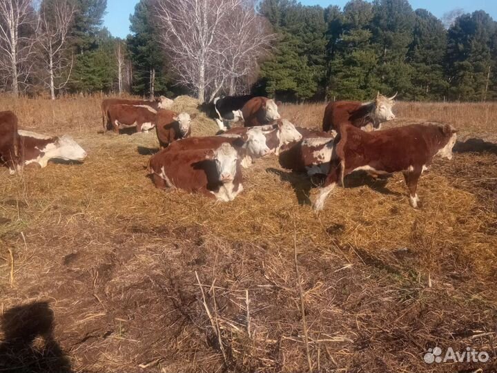 Продажа крс