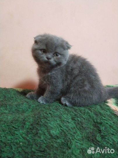 Шотландская вислоухая