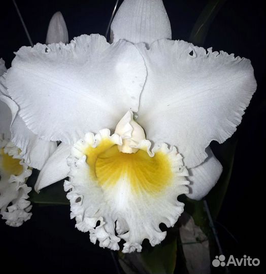 Сортовые каттлея