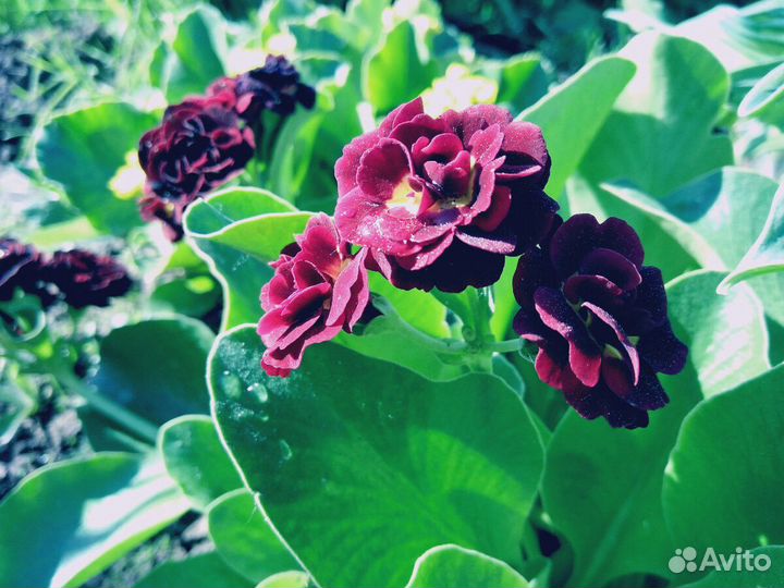 Примулы ушковые